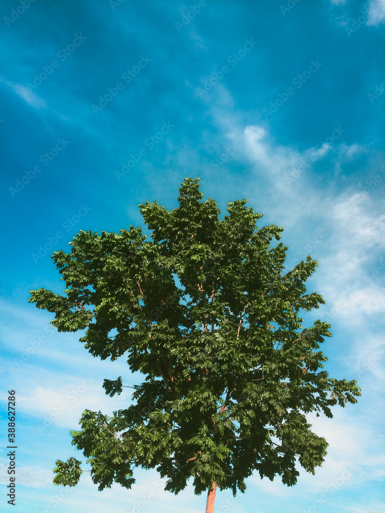 Obraz premium tree and sky