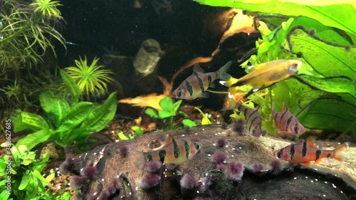 Fünfgürtelbarben, Barbus pentazona im Aquarium photo