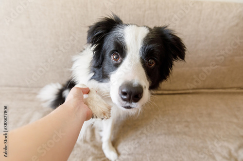 Funny portrait of cute puppy dog border collie on couch giving paw. Dog paw and human hand doing handshake. Owner training trick with dog friend at home indoors. friendship love support team concept.