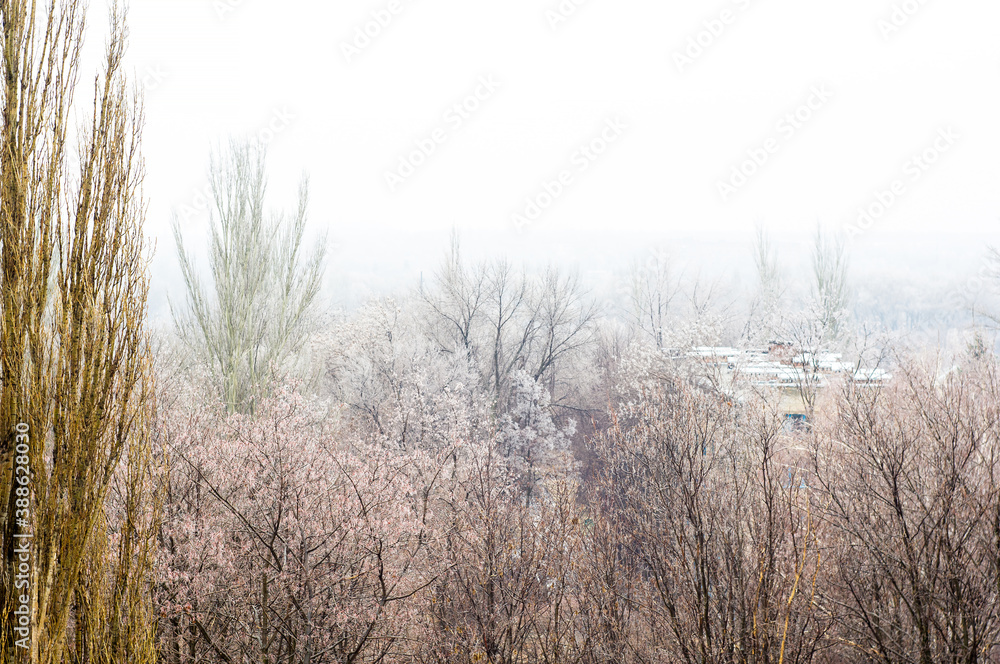 Winter urban frosty landscape - snow covered trees on foggy background