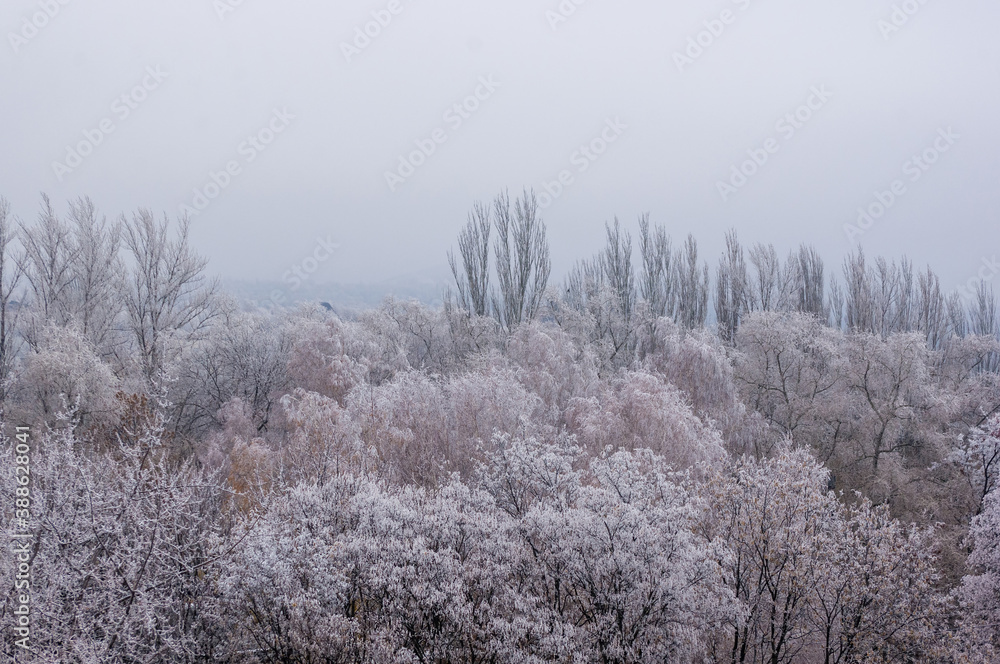 Winter urban frosty landscape - snow covered trees on foggy background Winter urban frosty landscape - snow covered trees on foggy background