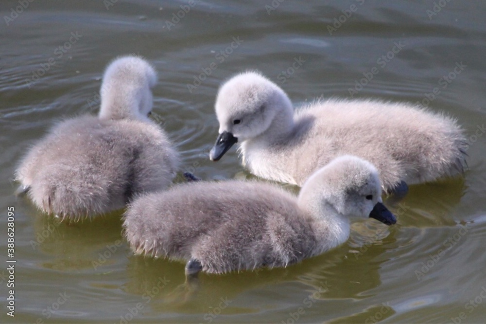 close up of three baby mute swans