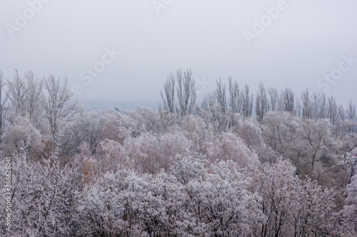 Winter urban frosty landscape - snow covered trees on foggy background