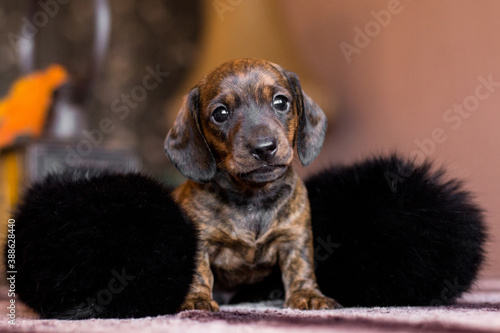 Little dachshund puppy in a black collar photo