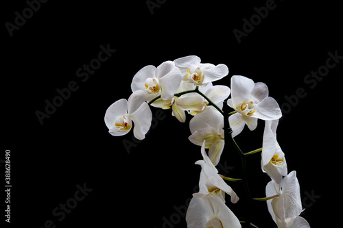 white orchid on black background