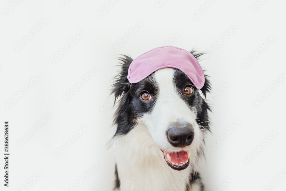 Do not disturb me, let me sleep. Funny cute smiling puppy dog border collie with sleeping eye mask isolated on white background. Rest, good night, siesta, insomnia, relaxation, tired, travel concept. Do not disturb me, let me sleep. Funny cute smiling puppy dog border collie with sleeping eye mask isolated on white background. Rest, good night, siesta, insomnia, relaxation, tired, travel concept.