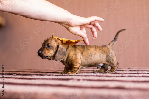 Autumn brindle dachshund puppy with female hand photo