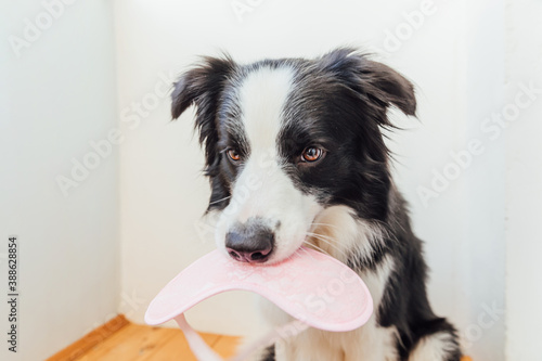 Do not disturb me, let me sleep. Funny cute smilling puppy dog border collie with sleeping eye mask at home indoor background. Rest, good night, siesta, insomnia, relaxation, tired, travel concept. © Юлия Завалишина