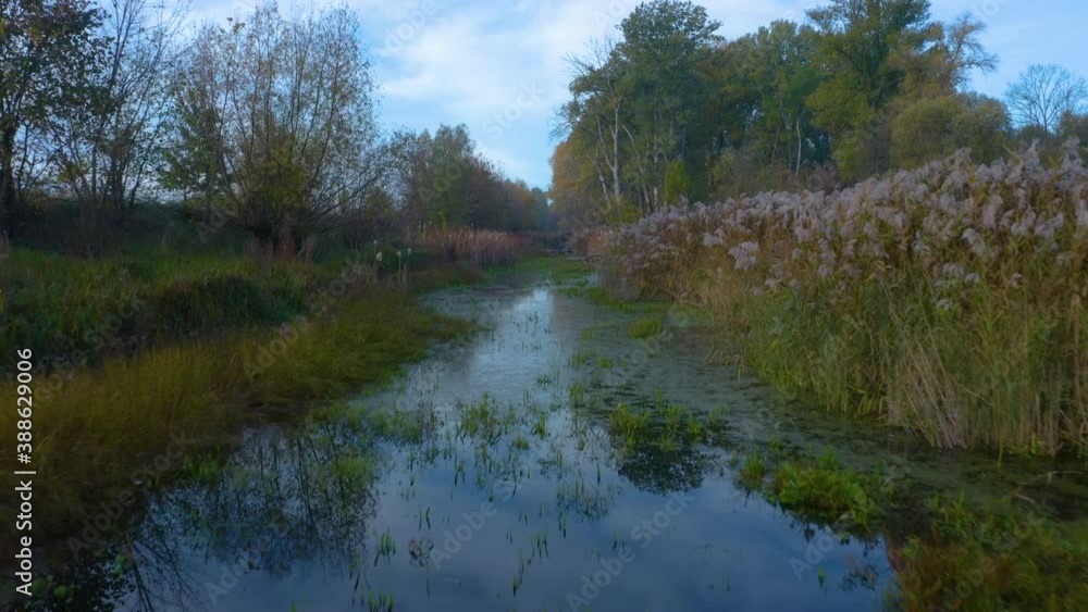 Flying above Beavers burrows. Drone flight above a small river among the marshes and meadow in the morning. Wildness area. Flying above Beavers burrows. Drone flight above a small river among the marshes and meadow in the morning. Wildness area.