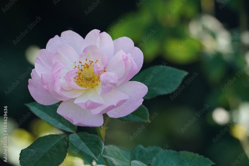 pink rose in the garden