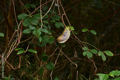 Chocolate vine (Akebia quintata) fruits  photo