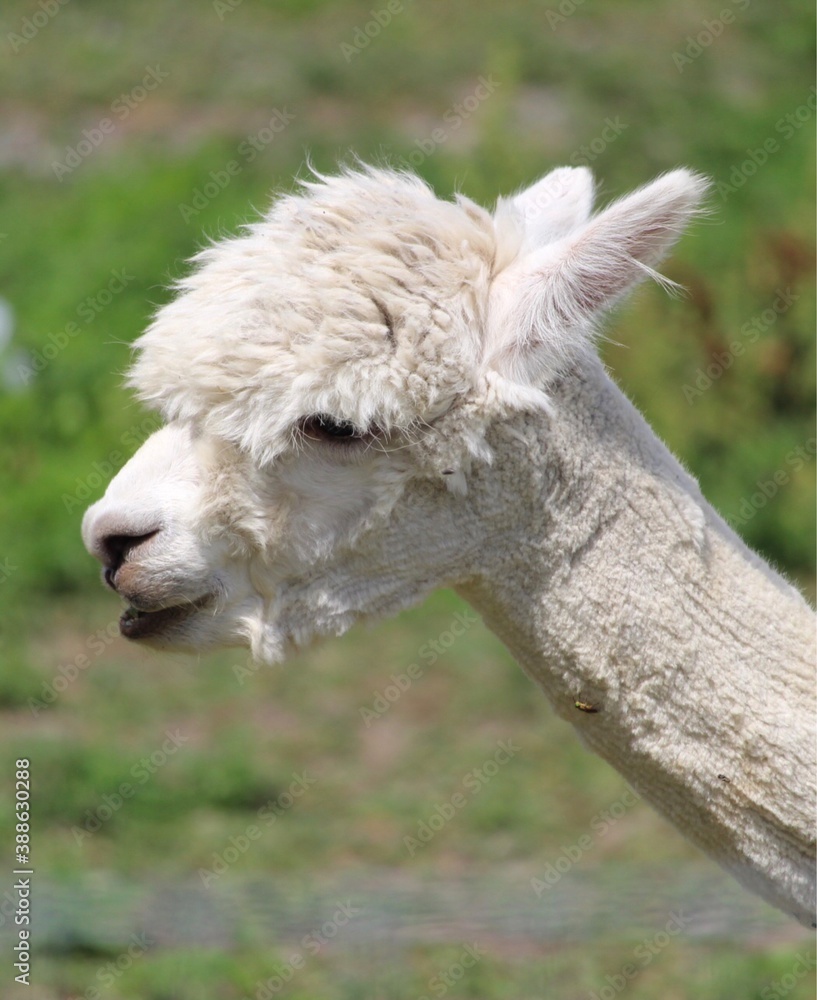 llama with a shaved haircut