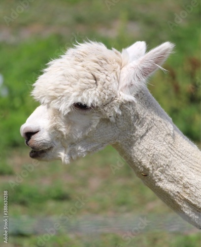 llama with a shaved haircut © Deb