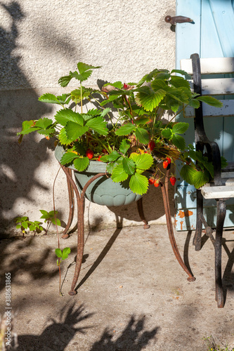 Jardinage - jardinière de fraisiers avec des fraises sur un support en fer forgé photo