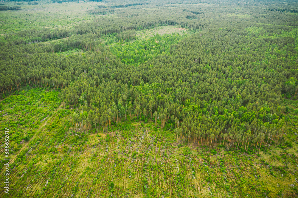 Aerial View Of Deforestation Area Landscape. Green Pine Forest In Deforestation Zone. Top View Of Forest Landscape. Bird's Eye View. Large-scale Industrial Deforestation Aerial View Of Deforestation Area Landscape. Green Pine Forest In Deforestation Zone. Top View Of Forest Landscape. Bird's Eye View. Large-scale Industrial Deforestation