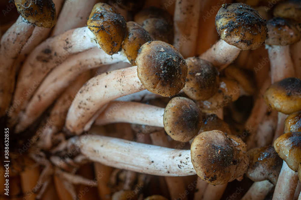 Funghi pioppini in primo piano