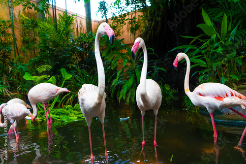 Flock of pink flamingos in the zoo pond