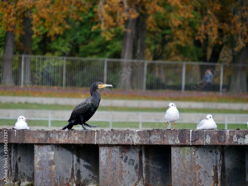 Kormoran und Möwen am Stadtparkbad in Hamburg