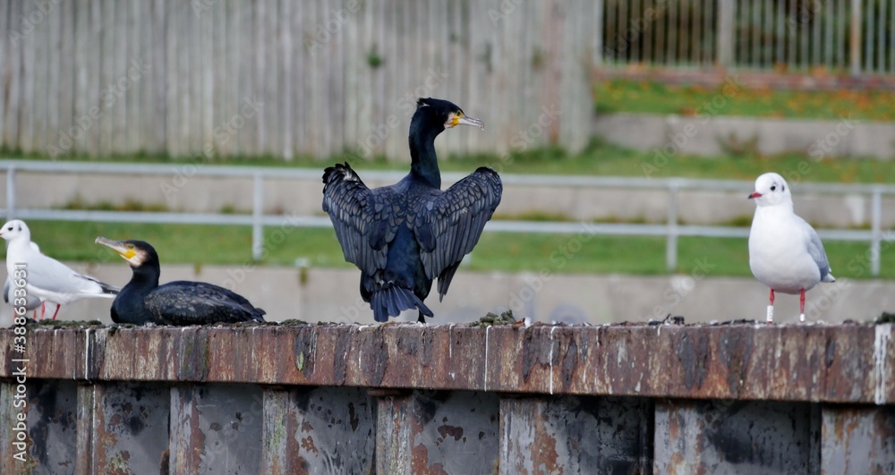Fototapeta premium Kormoran trocknet Flügel am Stadtparksee