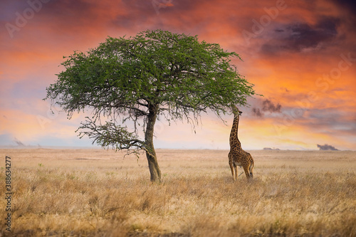 Wild giraffe reaching with long neck to eat from tall tree in African Savanna under dramatic  colorful sunset