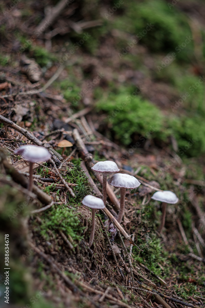 Stack of little white mushrooms in European forest green woods environment vertical close-up with copy space Stack of little white mushrooms in European forest green woods environment vertical close-up with copy space