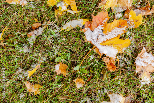 Fallen yellow and orange maple leaves on a lawn with a dusting of snow.