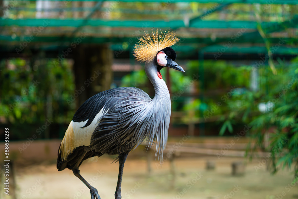 Fototapeta premium Beautiful bird, African grey crowned crane close up