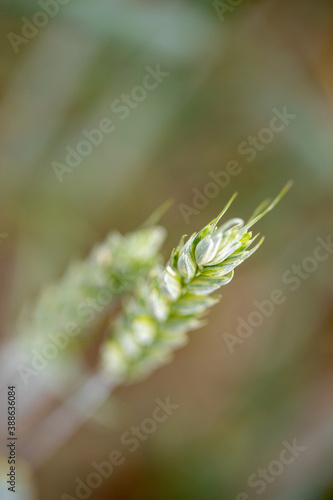 close up of wheat
