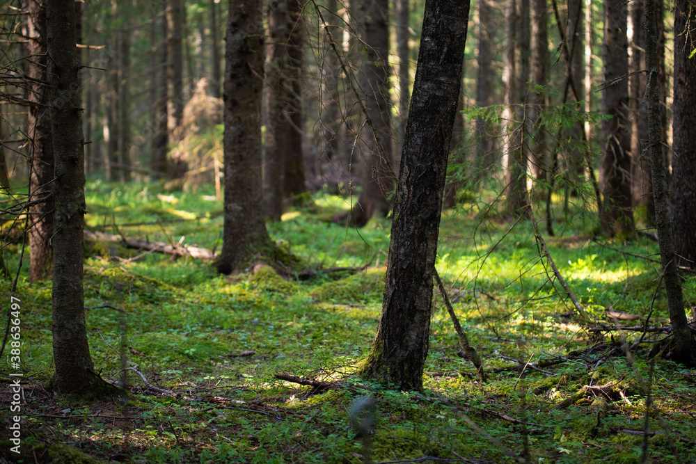 in the forest in the forest