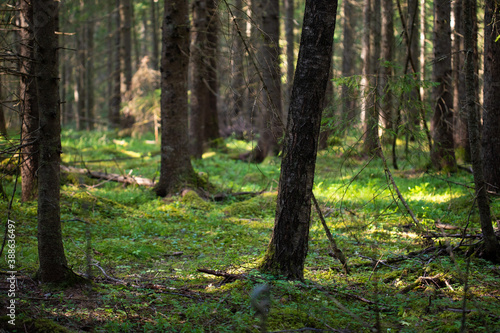  in the forest © Hilde Jordbruen
