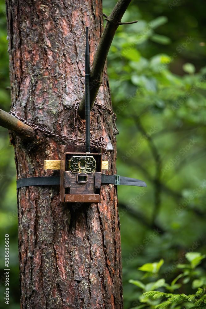 Camera trap attached to a tree with lock in summer forest. Infrared  technology for observing wildlife with motion sensor and antenna for  sending pictures online. Concept of scientific research. Stock Photo