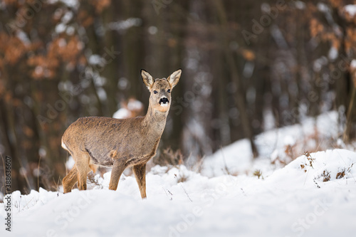 Wallpaper Mural Roe deer, capreolus capreolus, standing in forest in wintertime nature. Roebuck looking on snowy field in winter. Wild mammal watching in white woodland. Torontodigital.ca