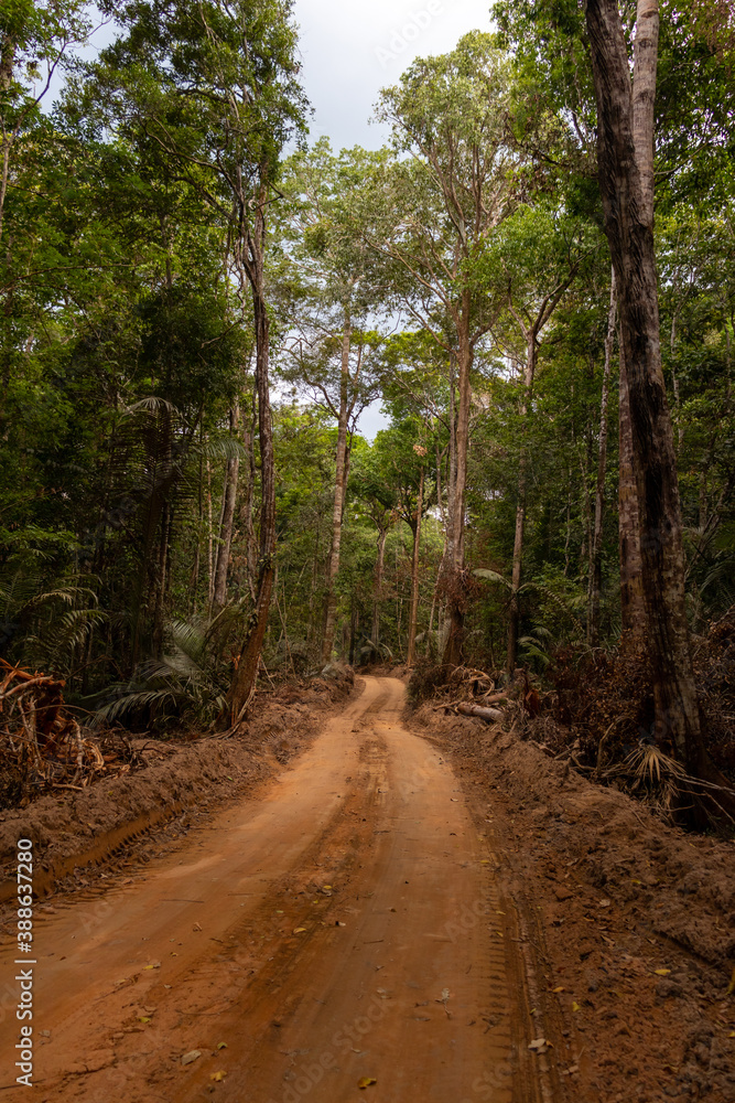 Dirt road inside a dense area of brazilian Amazon rainforest