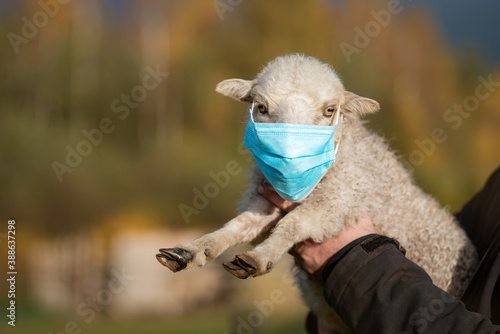 Little sheep in a protective medical mask in the hands of the farmer.  Quarantine, protection against disease. © Rita Kochmarjova