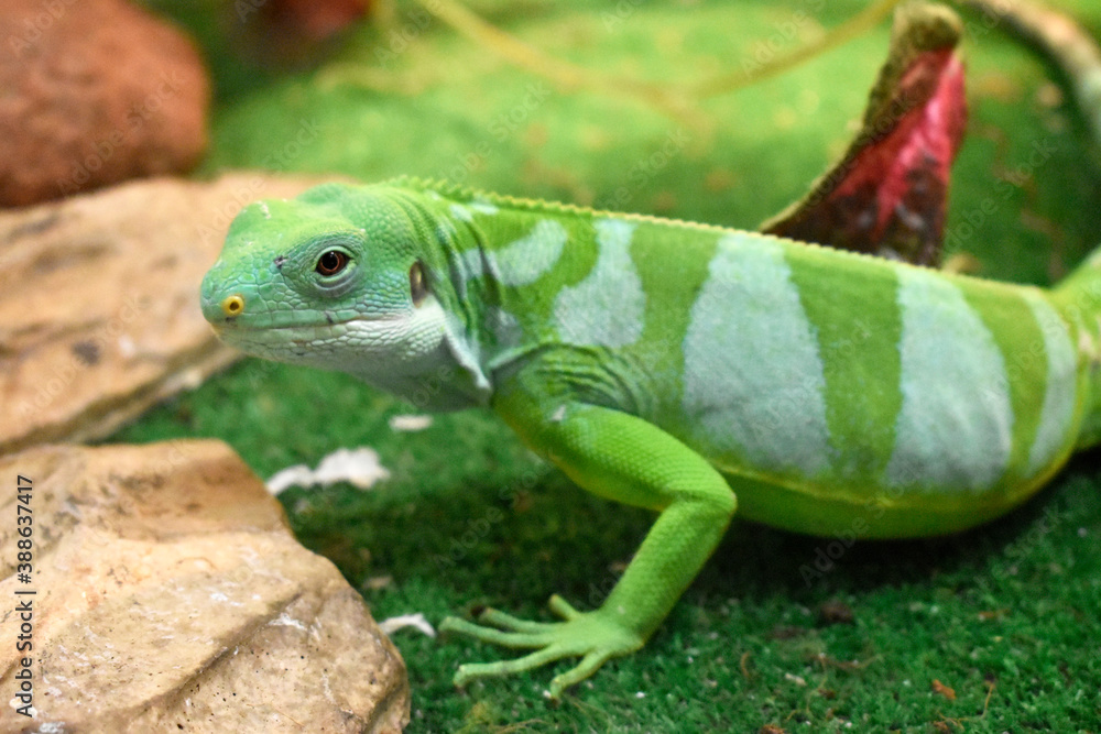 Fototapeta premium Beautiful lizard with green stripes