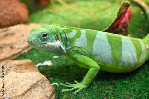 Beautiful lizard with green stripes