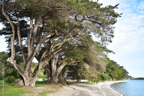 Huge conifer trees with massive trunks and branches growing along calm bay with flat sandy shore. photo