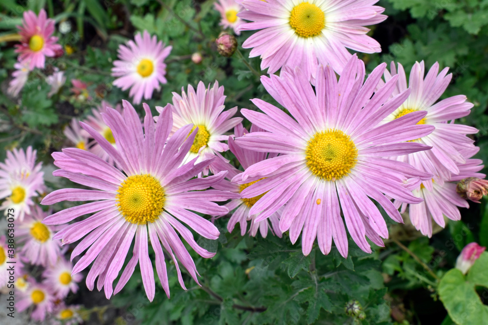 Beautiful autumn flowers close up Beautiful autumn flowers close up