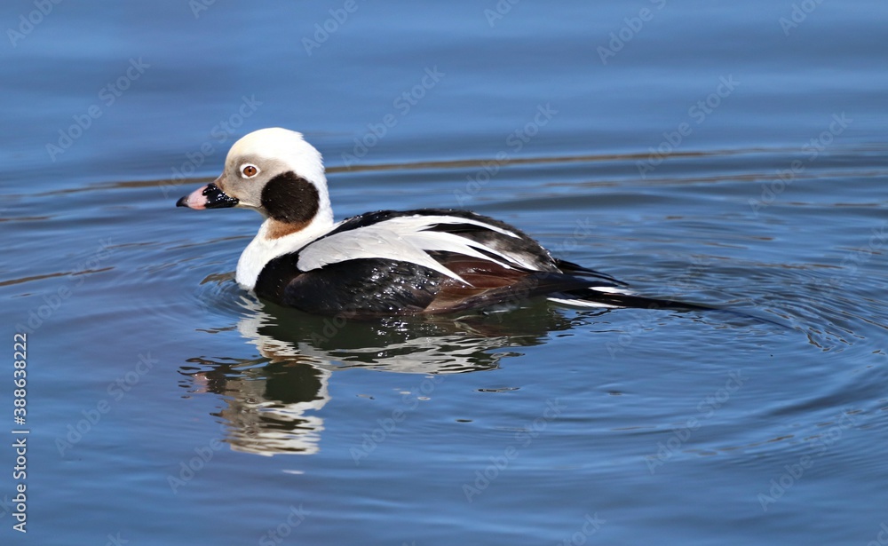 Long-tailed duck on blue lake Long-tailed duck on blue lake