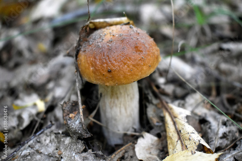 Photo of a young white mushroom
