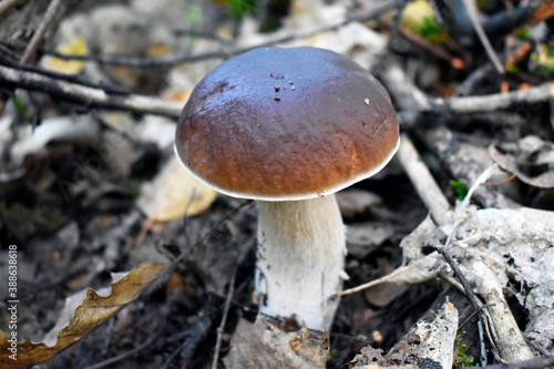 Autumn white mushroom growing in the forest