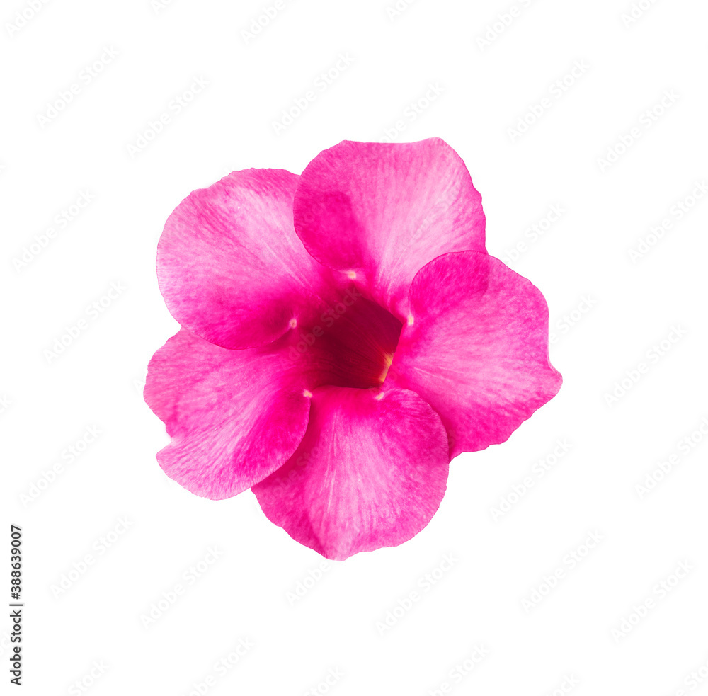 frangipani pink fiower on white background. frangipani pink fiower on white background.