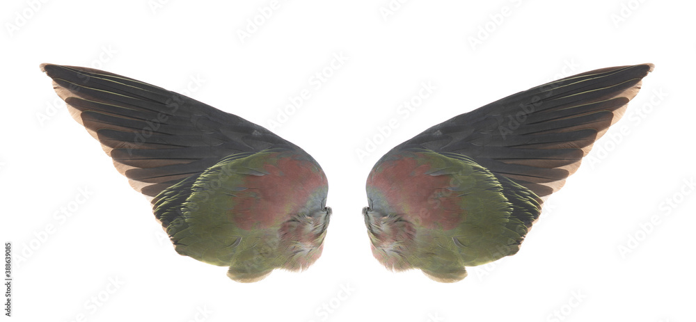 Obraz premium wings isolated on white background.