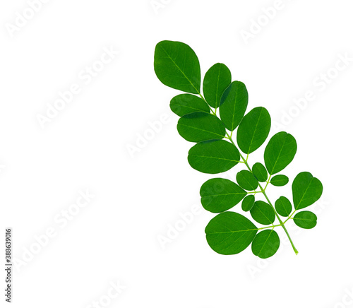 Moringa leaf isolated on white background.