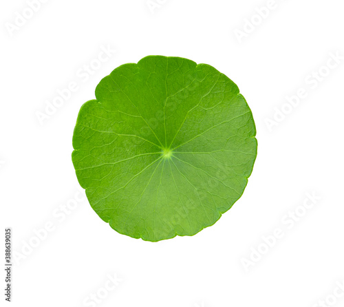 Asiatic leaves isolated on white background.