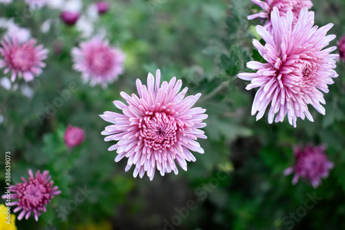 Photo of a beautiful autumn flower close-up