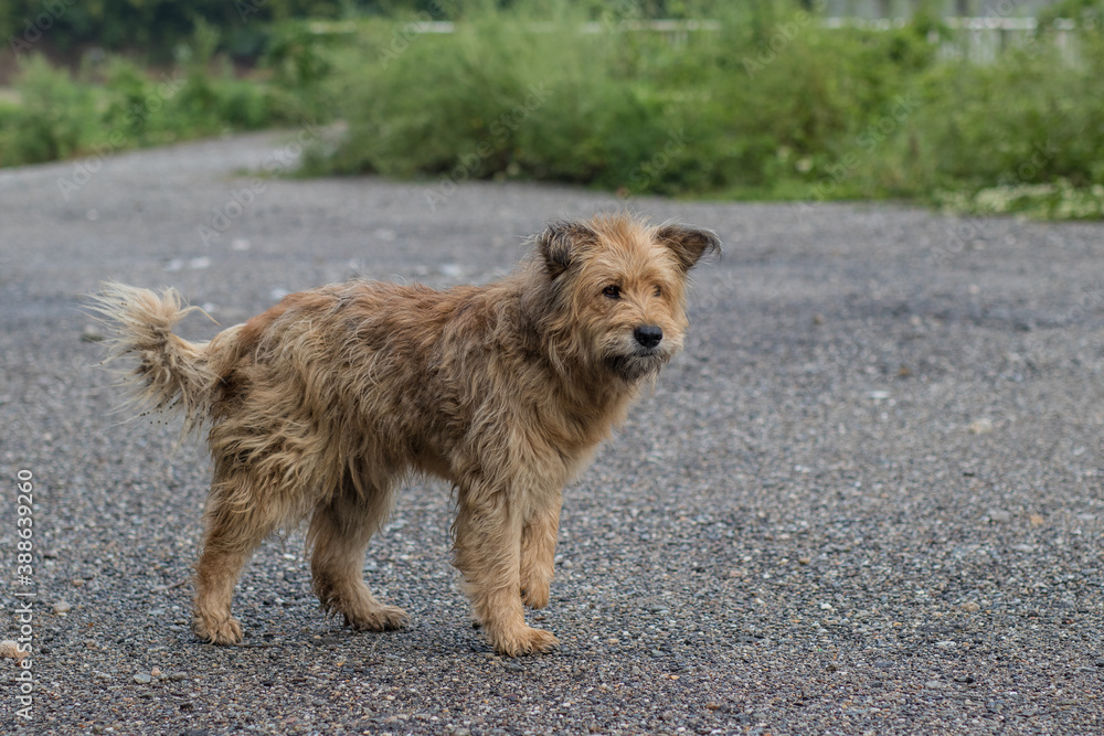 Abandoned stray fluffy dog standing on asphalt and doing nothing. Abandoned stray fluffy dog standing on asphalt and doing nothing.