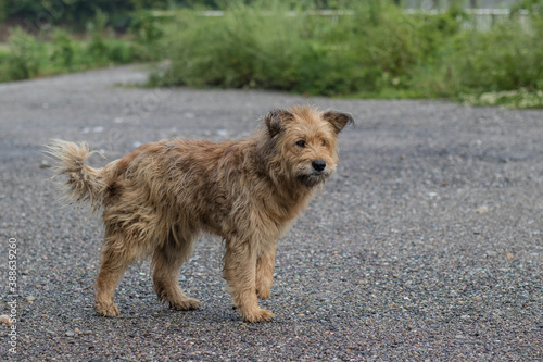 Abandoned stray fluffy dog standing on asphalt and doing nothing.