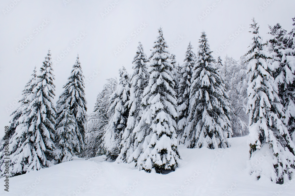 White show alps mountains spruce tree forest after snowfall winter season Christmas landscape 