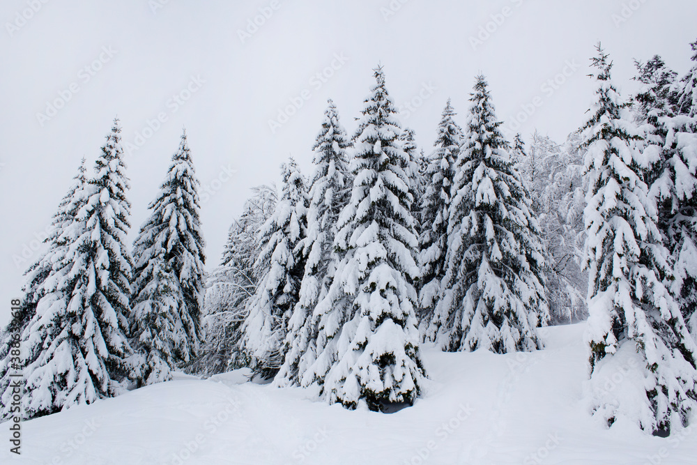 White show alps mountains spruce tree forest after snowfall winter season Christmas landscape White show alps mountains spruce tree forest after snowfall winter season Christmas landscape